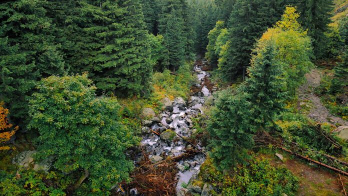 WWF-România lansează o hartă interactivă prin care cetățenii pot semnala problemele de mediu din întreaga țară